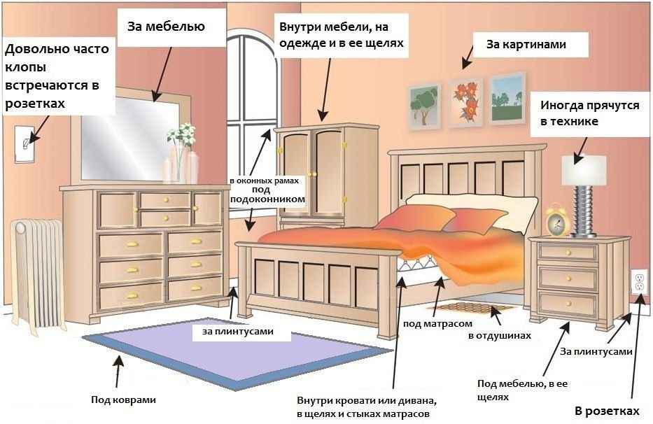 На фото описаны места обитания клопов